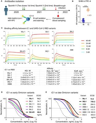 A potent, broadly neutralizing human monoclonal antibody that efficiently protects hACE2-transgenic mice from infection with the Wuhan, BA.5, and XBB.1.5 SARS-CoV-2 variants